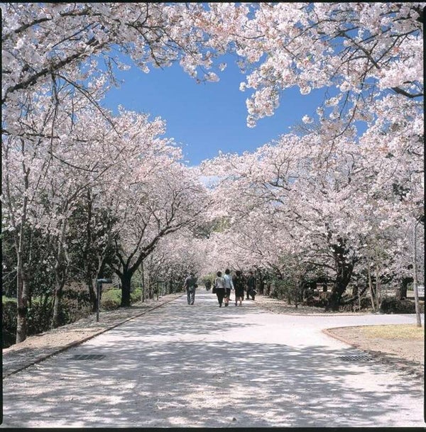 【愛媛県内発】 高知公園と鏡野公園 高知桜めぐりといちご狩り食べ放題 日帰り2